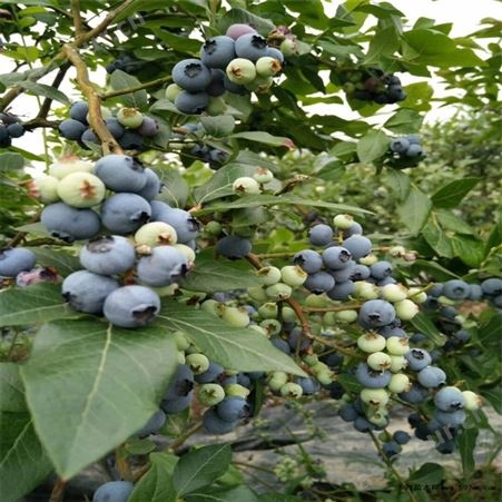 出售蓝莓苗 蓝莓苗 带营养钵蓝莓苗 蓝莓苗