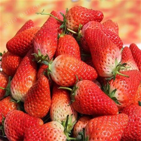 草莓苗 红颜草莓苗 甜查理草莓苗 四季草莓苗 草莓苗种植技术